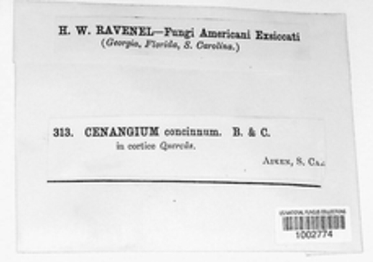 Scleroderris concinna image